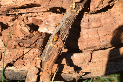 iNaturalist observation photo of Winged and Once-winged Insects