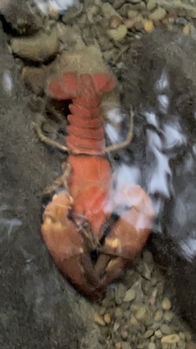 iNaturalist observation photo of Signal Crayfish