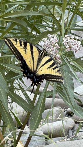 iNaturalist observation photo of Two-tailed Swallowtail