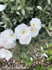 Convolvulus cneorum