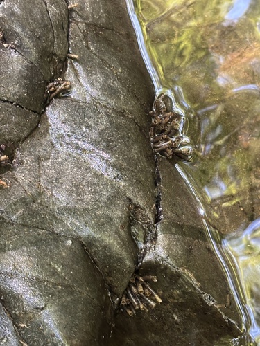 iNaturalist observation photo of Caddisflies