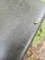 Polydrusus formosus