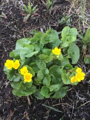 Caltha palustris palustris
