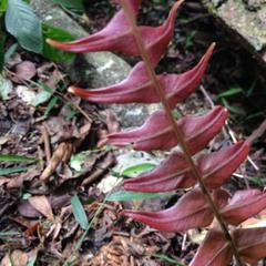 Blechnum occidentale