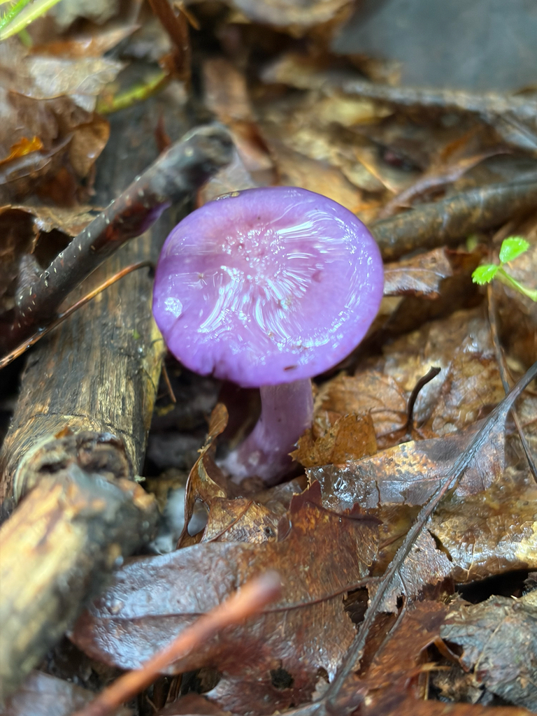 Viscid Violet Cort · August 2026 · photo: Photo: (c) Jacqueline Raiford, some rights reserved (CC BY) · iNaturalist