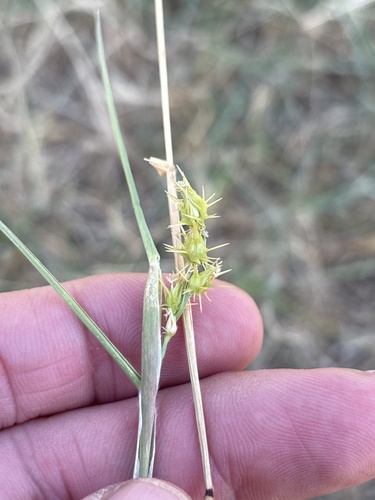 Coastal sandbur (Cenchrus spinifex)
