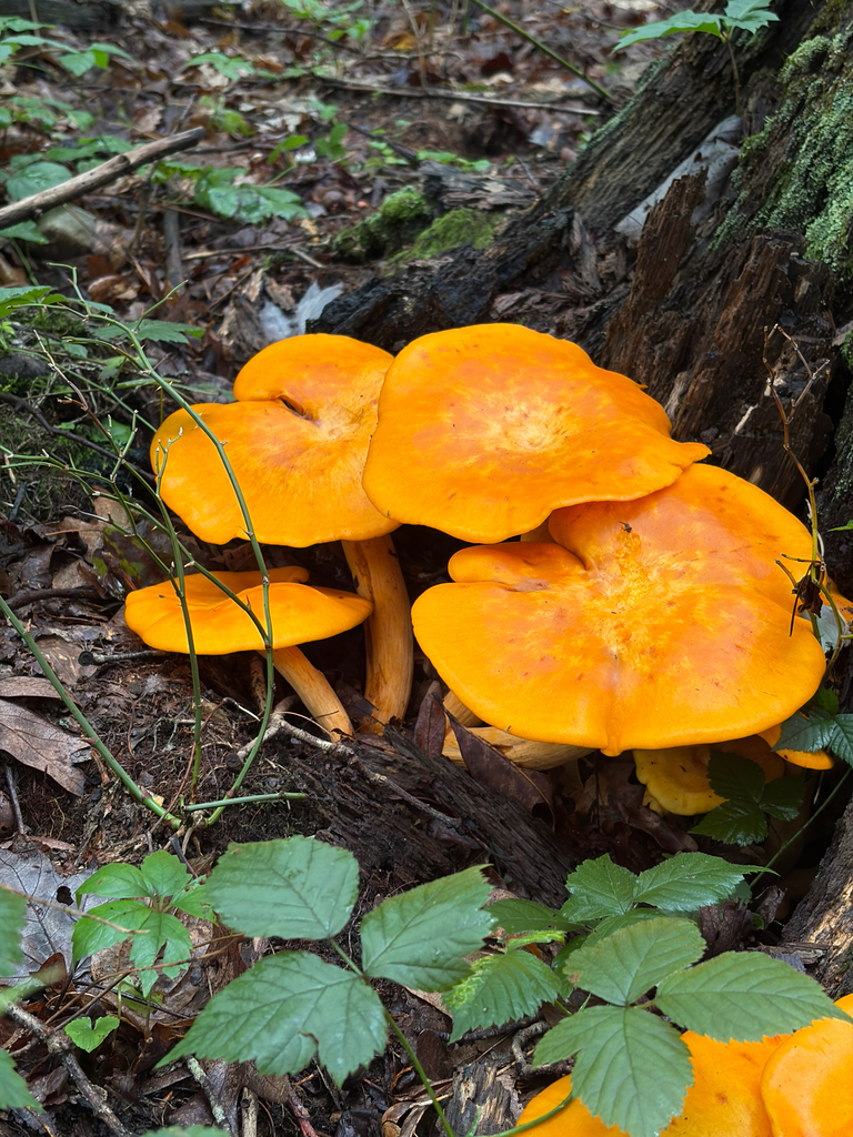 Eastern American jack-o'-lantern · August 2026 · photo: Photo: (c) Jacqueline Raiford, some rights reserved (CC BY) · iNaturalist