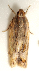 Ardozyga sisyraea