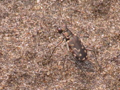 Cicindela carthagena