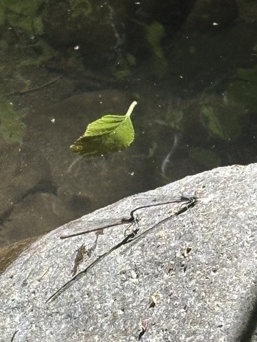 iNaturalist observation photo of Emma's Dancer