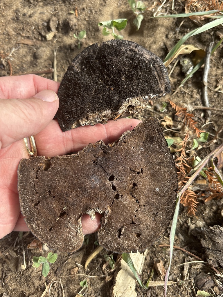 Hairy Hexagonia · August 2026 · photo: Photo: (c) Sam Kieschnick, some rights reserved (CC BY) · iNaturalist