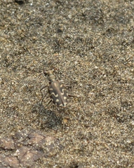 Cicindela carthagena