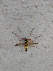 Ctenophora flaveolata