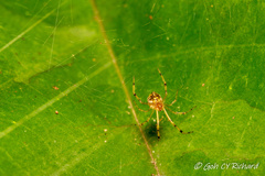 Theridion zonulatum