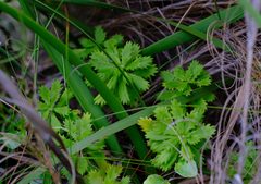Osmitopsis dentata