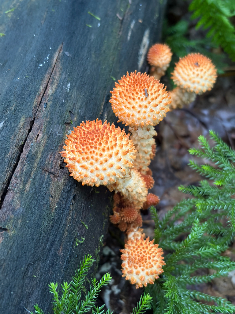 Sharp-scaly Pholiota · August 2026 · photo: Photo: (c) Jacqueline Raiford, some rights reserved (CC BY) · iNaturalist