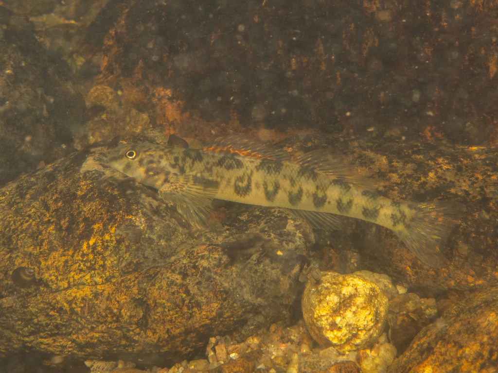 Greenside Darter