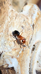 Opisthopsis haddoni rufoniger