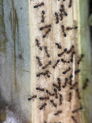 Monomorium indicum