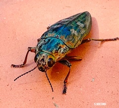 Chalcophora mariana massiliensis