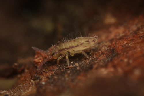 Homidia socia
