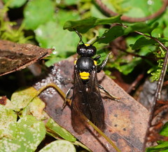 Amphylaeus morosus