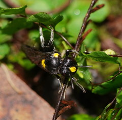 Amphylaeus morosus