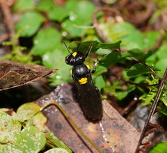 Amphylaeus morosus