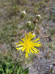 Podolepis hieracioides