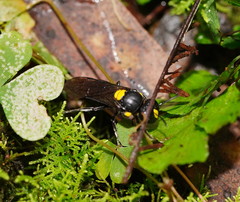 Amphylaeus morosus