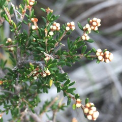 Cryptandra lanosiflora