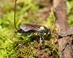 Amphylaeus morosus