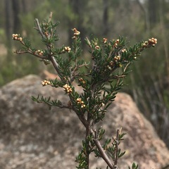 Cryptandra lanosiflora