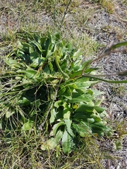 Podolepis hieracioides