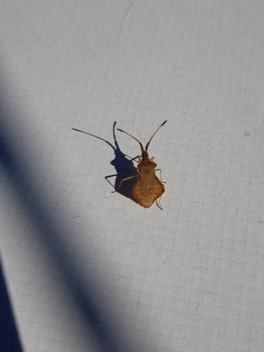 Rhombic Leatherbug, 6102 XW Echt, Nederland, photo 8 of 10