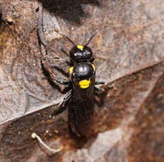Amphylaeus morosus