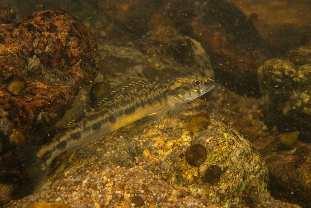 Appalachia Darter