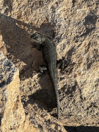 iNaturalist observation photo of Western Fence Lizard
