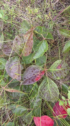 western poison ivy