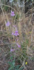 Penstemon fendleri