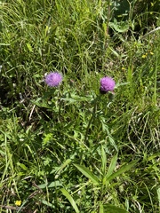 Cirsium japonicum