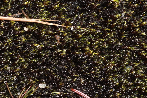 Warnstorfia fluitans observed 2026-08-14