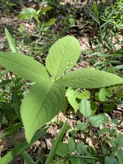 Chloranthus serratus