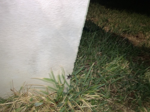 Nuragic Spider