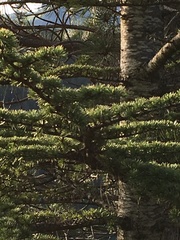 Cedrus atlantica