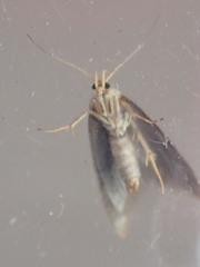 Crassa tinctella