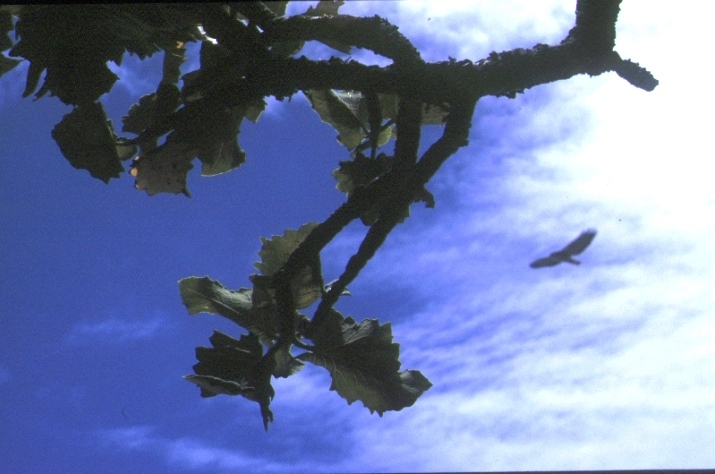 Dendroseris macrophylla