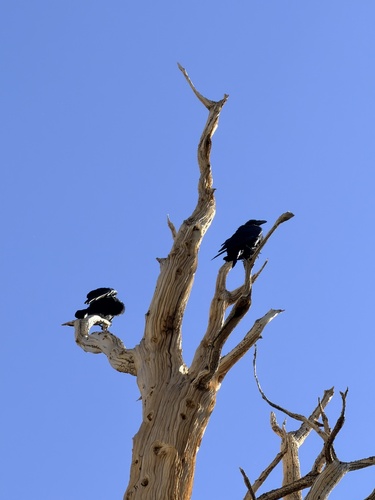 iNaturalist observation photo of Common Raven