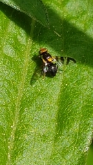 Rhagoletis cerasi