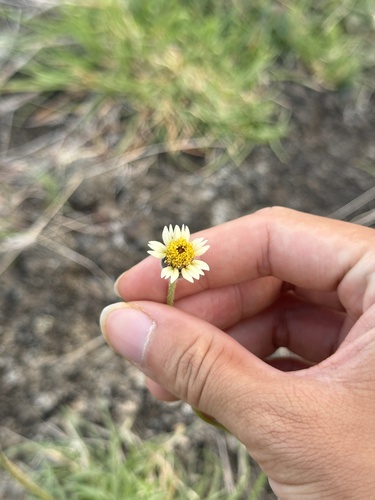 Tridax Daisy